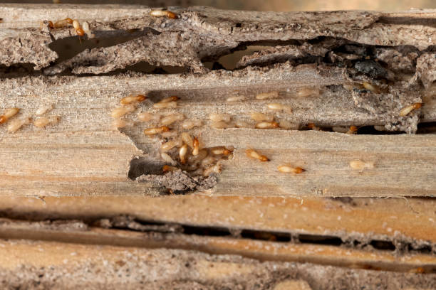 Bird Control in New Hartford Center, CT